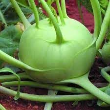 Giant Kohlrabi Brassica oleracea seeds for garden planting